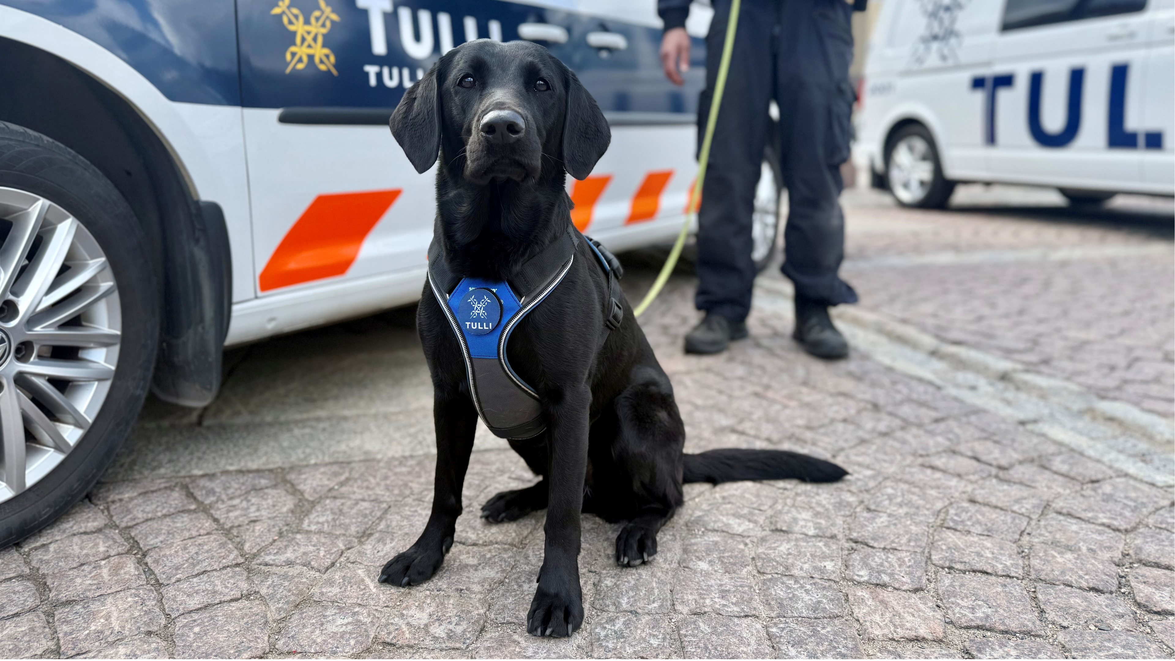 Musta tullin palveluskoira istuu kivetyllä kadulla ja katsoo suoraan kameraan; koiralla on yllään TULLI-tekstillä varustettu valjas, ja taustalla näkyy tullin ajoneuvoja sekä ohjaaja seisomassa koiran takana talutushihna kädessä.