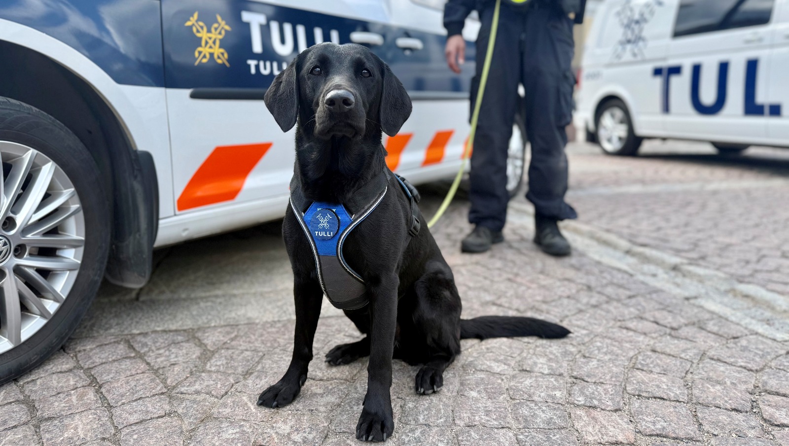 Musta labradorinnoutaja tullikoirana. 