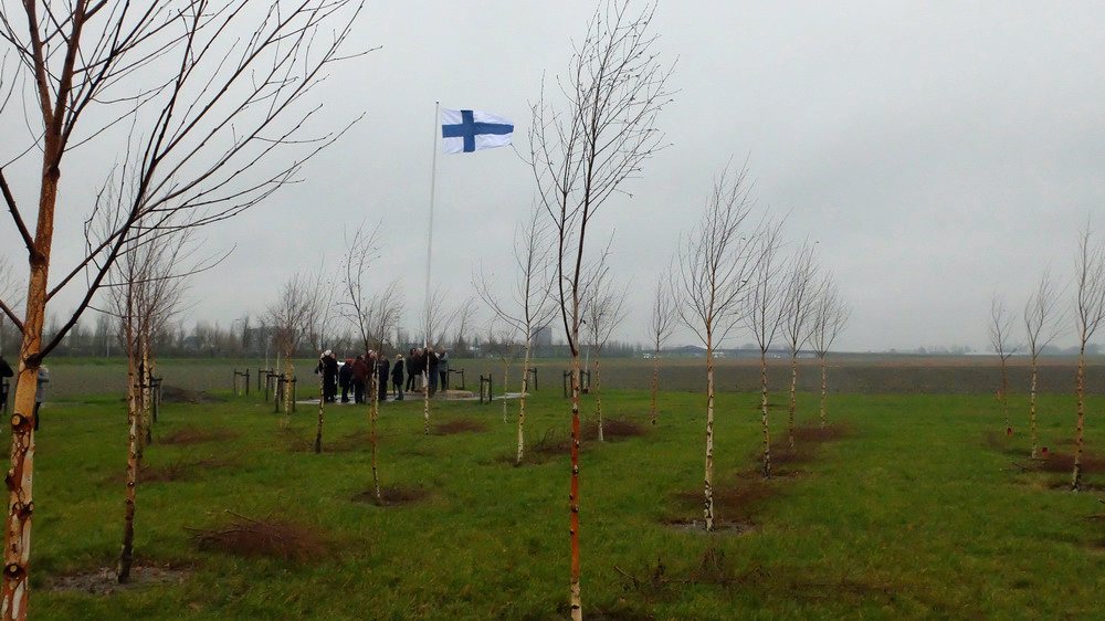 Koivun taimia ja liehuva Suomen lippu harmaassa säässä. 