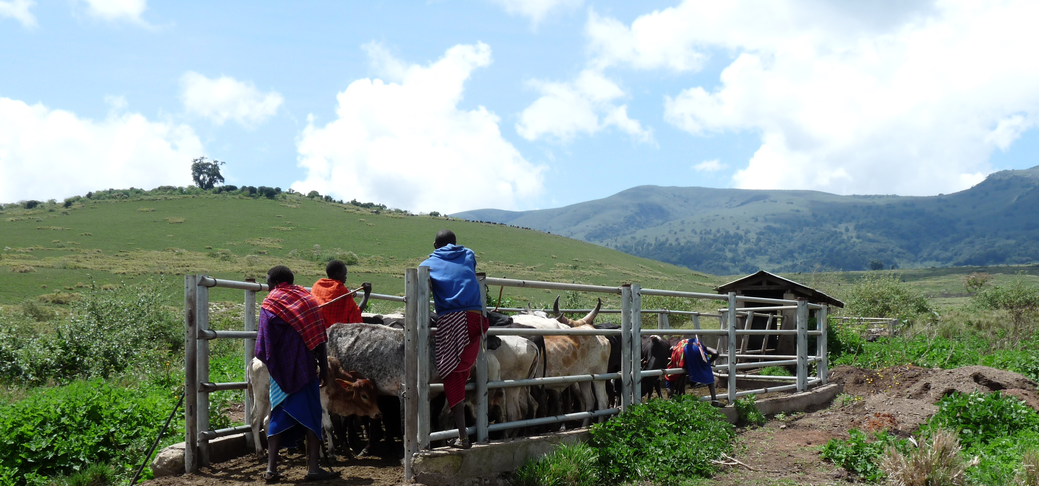 Maasai-heimon karjaa puhdistetaan tuholaisista Tansaniassa. Kuvassa karjaa aitauksessa ja ihmisiä puhdistustöissä.