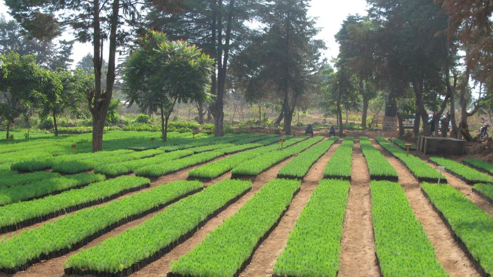 The photo shows pine seedlings at a nursery in Tanzania.