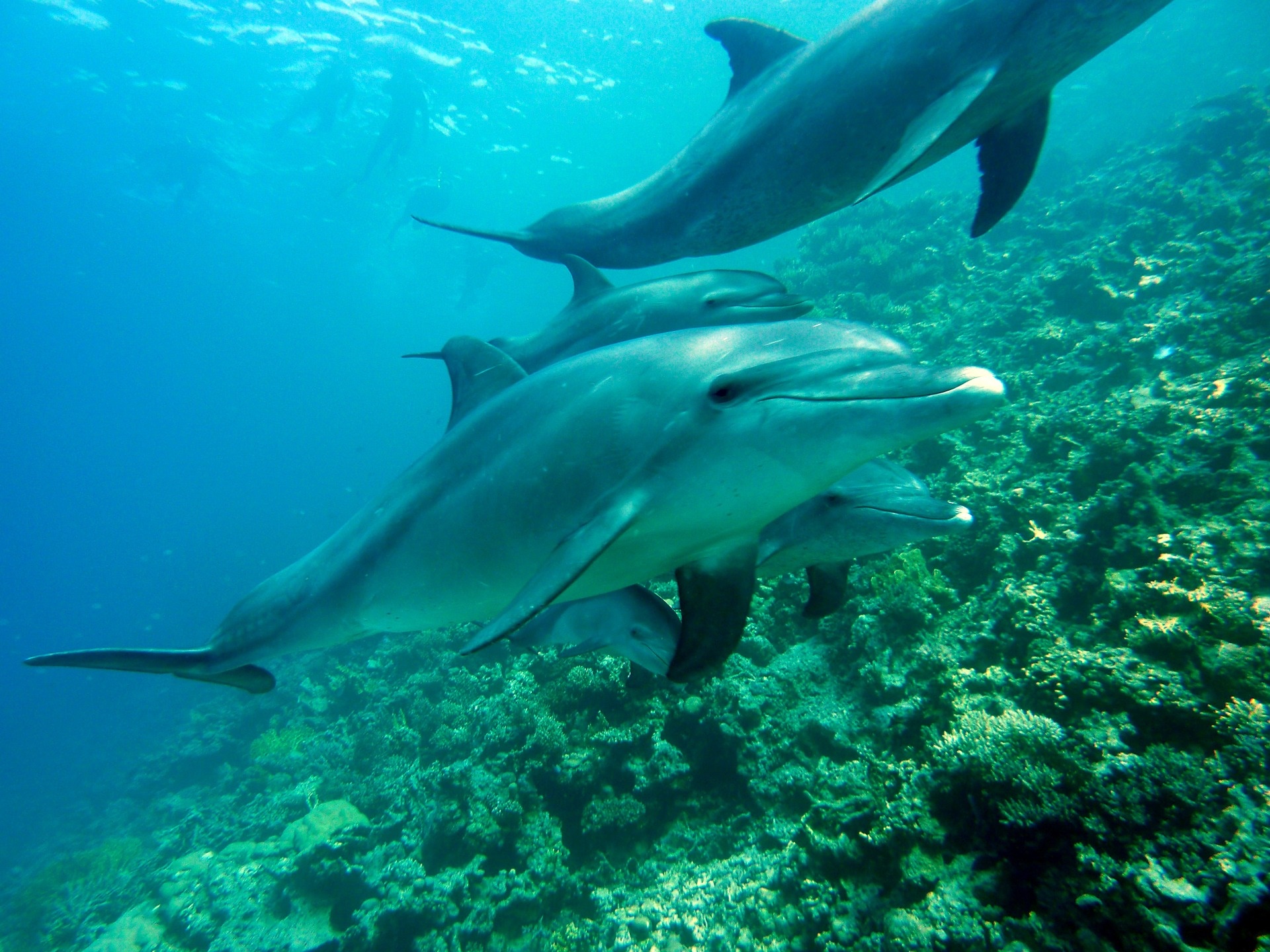 Kuvassa delfiinejä uimassa meren syvyydessä, taustalla näkyy korallia.