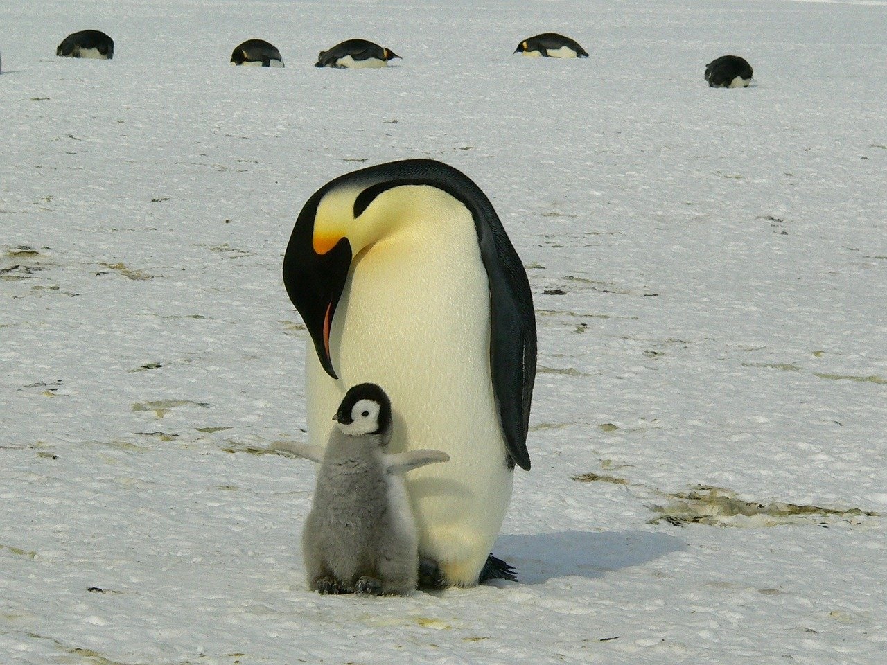 Pingviiniemo ja poikanen