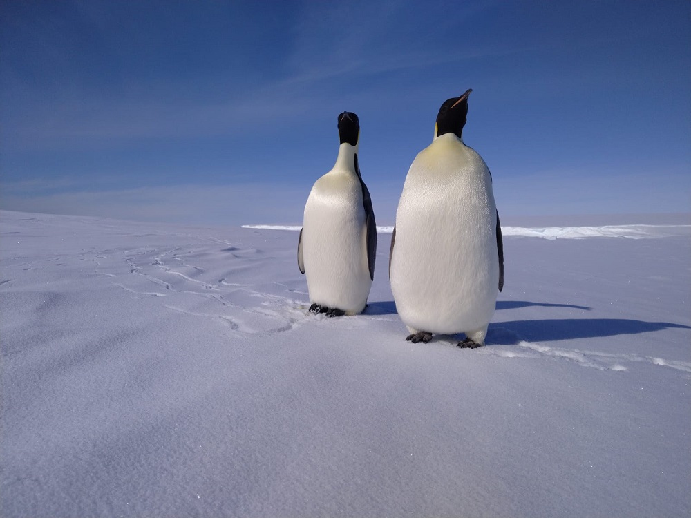 Pingviinejä Etelämantereella