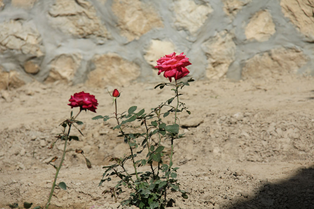 Kuvassa kaksi ruusua kuivassa maassa kalliota vasten.