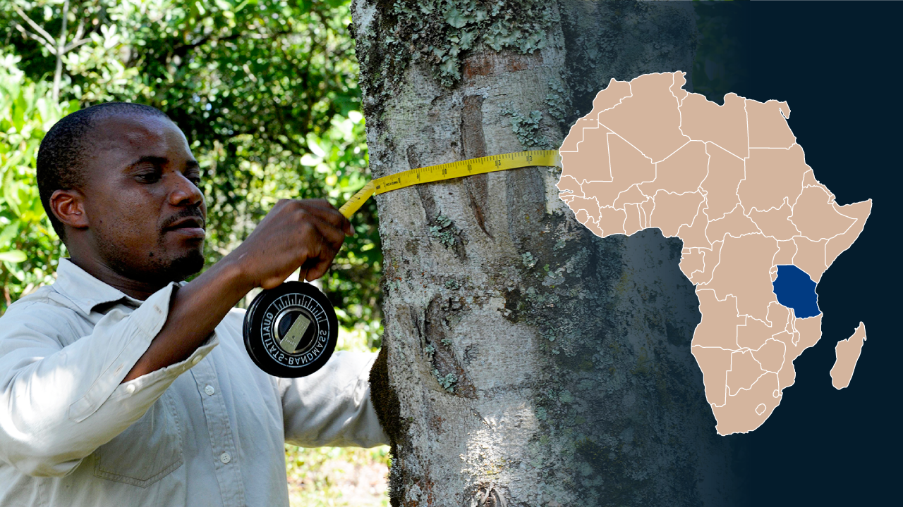 En tanzanisk man mäter ett träds tjocklek med ett mättband.