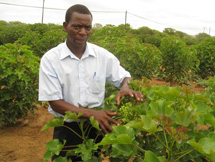 Jatropha trivs ocksÅ i Afrika. Foto: Markku Nurmi