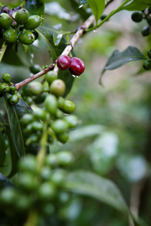 Kahvipapuja etiopialaisessa Sidama Coffee Farmers Cooperative Union -tuottajaorganisaatiossa. Copyright: valokuvaaja Linus Hallgren.