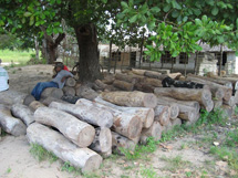 Laittomasti hakattuja tukkeja takavarikoituna Rufijin kunnassa