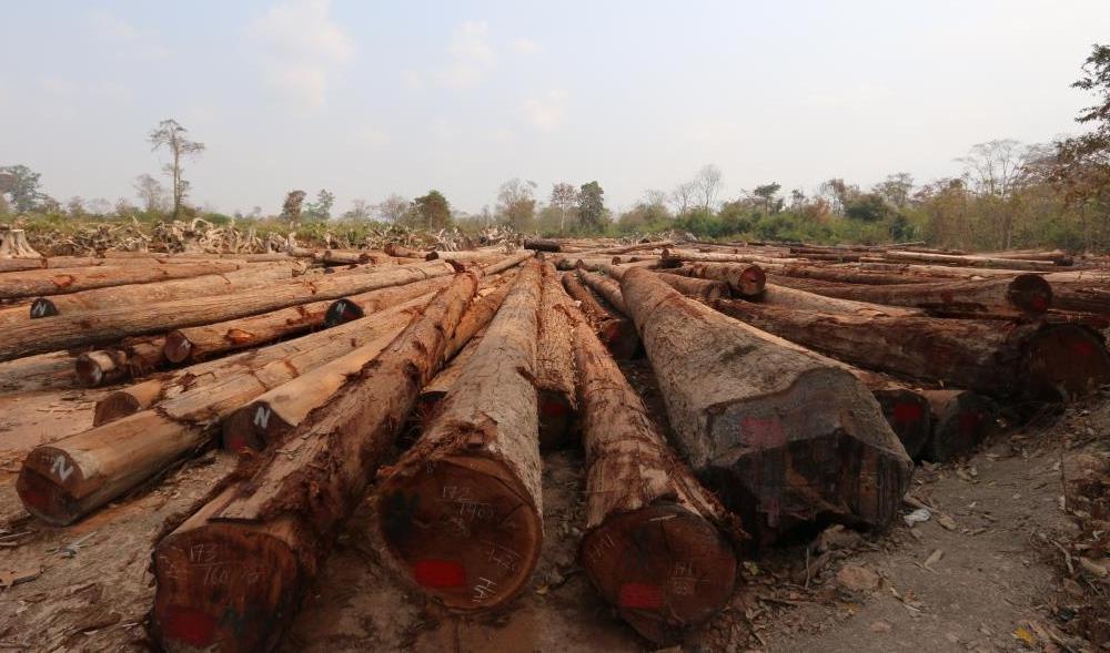 Laosissa on saatu kuriin laittomia metsähakkuita ja puukauppaa Suomen tukeman hankkeen ansiosta. Kuva: Aidan Flanagan/ Indufor