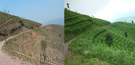 Luutakasviviljelmät 2010 ja 2012 (Jhirubas, Nepal)