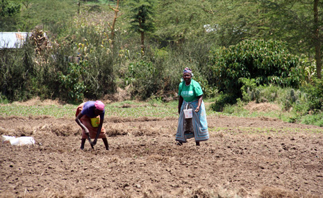Naiset peltotöissä Nakurun maaseudulla. Suomen ja Kenian kahdenvälisen kehitysyhteistyön yksi painopiste on maaseutukehitys. Kuva: Laura Rantanen