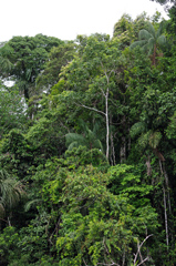 Perun sademetsä, kuva: Emmanuel Dyan, Flickr/Creative Commons