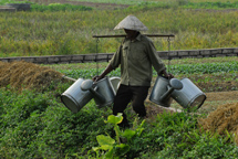 Mies kantaa kastelukannuja Vietnamin maaseudulla. Kuva: Kari Rissa