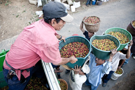 Siirtotyöläiset Nicaragua. Kahvinpoimijoita Costa Ricassa. Kuva: Flickr/Ingmar Zakorsky, CC BY-NC-ND 2.0 