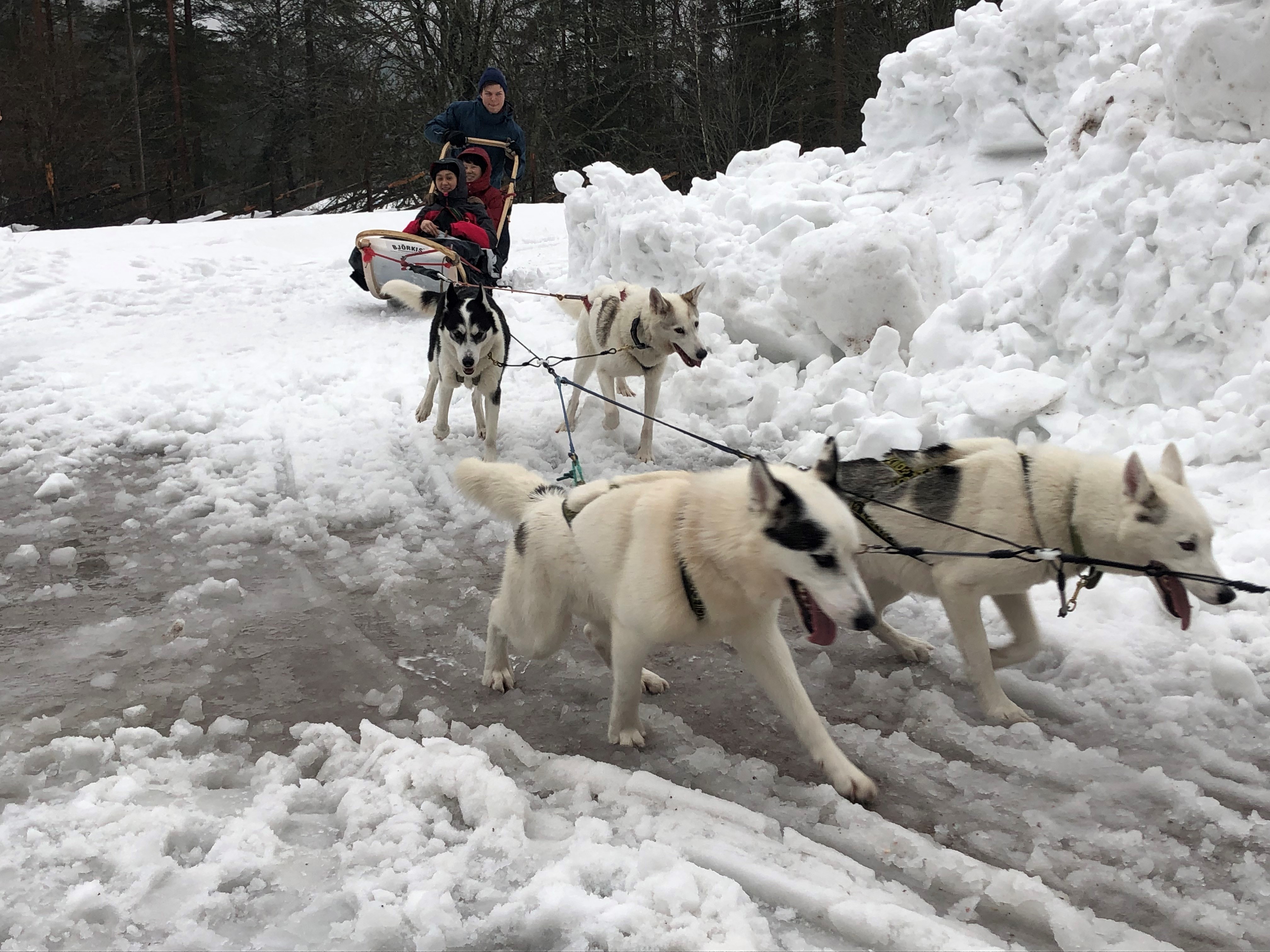 Diplomats Took Husky Rides at Winter Fun Day in Nuuksio National Park ...